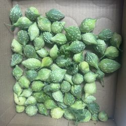 Fresh Organic Bitter Melons  Or Clippings