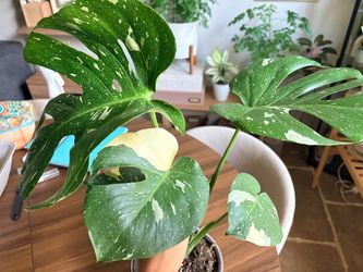 Thai constellation monstera #5