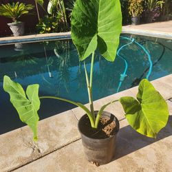Ears Elephant Plant