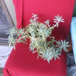 Star of Jerusalem Succulent Plant In A 6" Pot