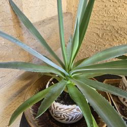 Live Blue Agave In 5inch Tall White Ceramic Pot