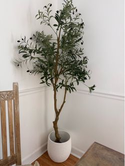 Olive Tree with Pot 7 ft