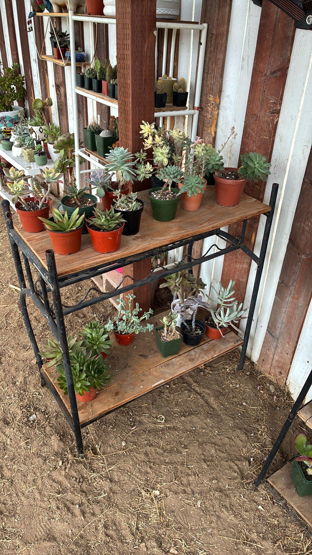 4” Succulents