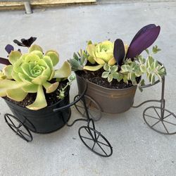 Succulent Wagons