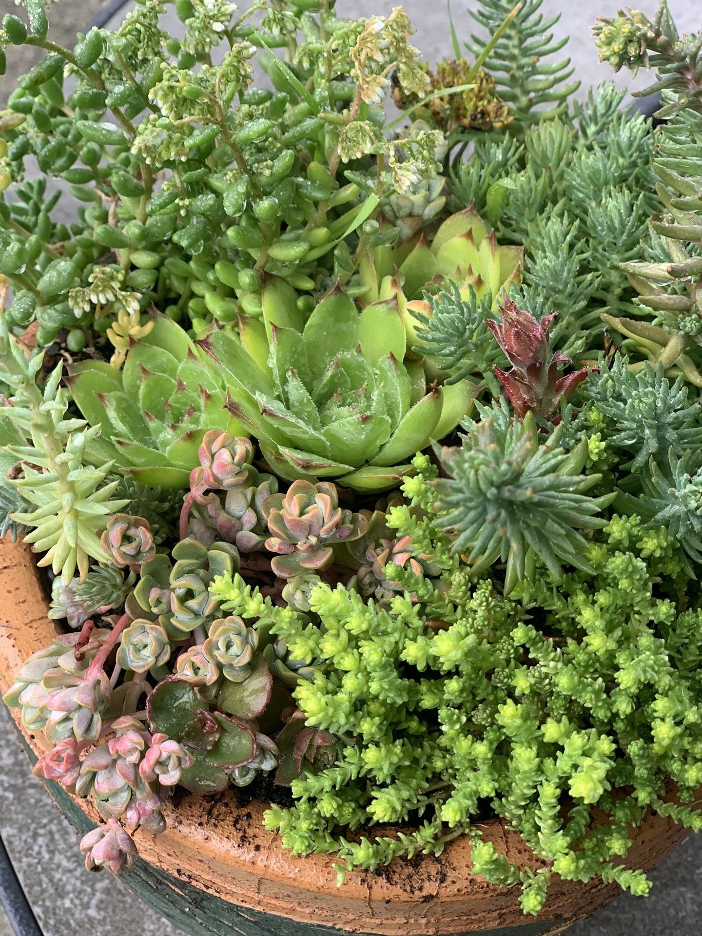 Live outdoor succulent arrangement in clay pot