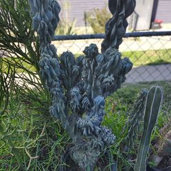 Awesome cactus piece