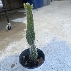 cactus el viejito