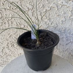 6 Inch Pot Rare Succulent Plant - Albuca Polyphylla - Augrabies Hills - Rooted & Established - Drought Resistant - 🪴 
