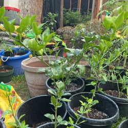 Matas De Toronja  Grape Fruit Plants 