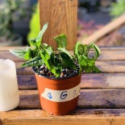 Live Monstera Siltepecana plant in a plastic nursery pot—firm price