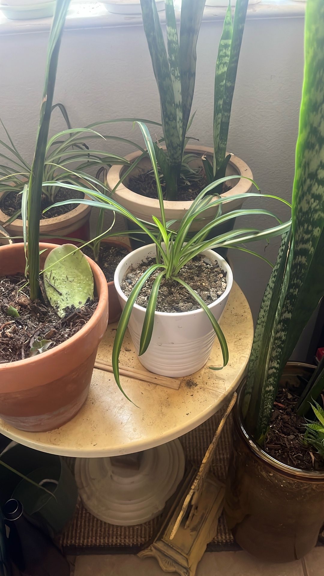 Spider plant