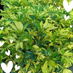 Trinette Privacy Hedge Plants 3gl $6💛🌿