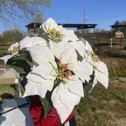 14" Potted White Poinsettia Plant with 5 Flowers, Artificial Potted Poinsettia