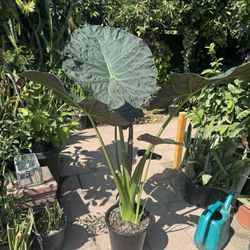 Giant Elephant Ear Big Leaves 5h the
