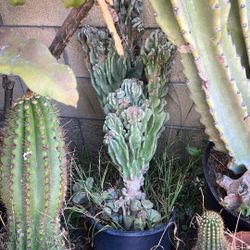 Gorgeous Cactus
