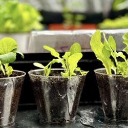 Variety of Healthy Seedlings! 