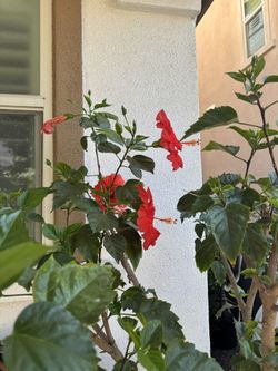 Red Flower Hibiscus Plant/Tree