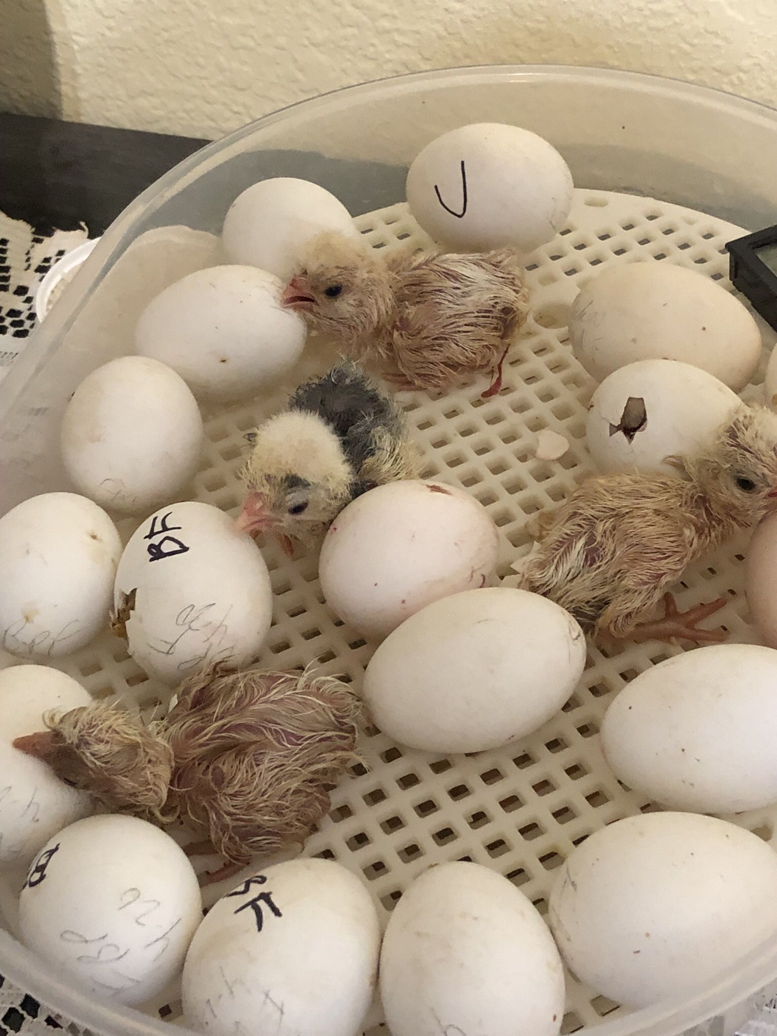 Incubators For Hatching Eggs