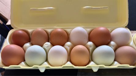 Fresh Farm Eggs 🥚