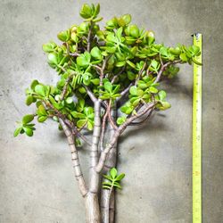 Sunset Jade Plant Crassula Ovata - 32" in. Tall - Thick Bonsai Trunks & Root Ball! 🌱