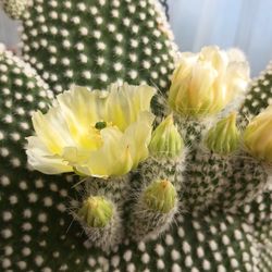 Cactus plant .