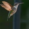 hummingbird 906