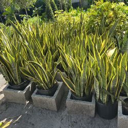 Snake Plant In 3 gls Pot. SPECIAL PRICE 🤩
