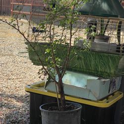 Guamuchil Tree 