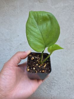 Plant