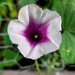 Sweet Potatoe Vine Plant 2 Feet