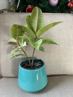 $17 each beautiful plant 🪴
