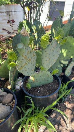 Cactus Nopales 