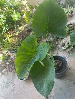 Big Elephant Ear Plant