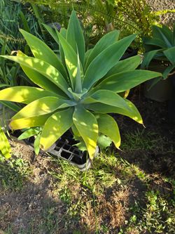 Agave,