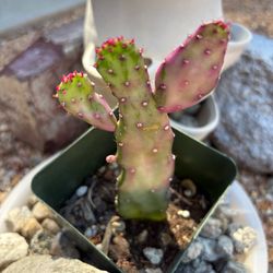 Rare cactus plant