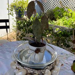 Hoya CAUDATA Sparkling Snow