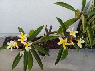 Hawaii Plumeria Plant
