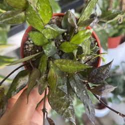 Hoya krohniana black Plant