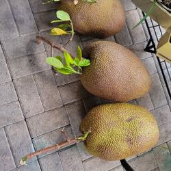 Jack Fruit For Sales $2.00 Per Pound
