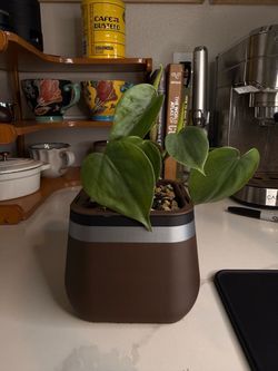 Heartleaf Philodendron w/ Self-Watering Pot (Great Starter) 3