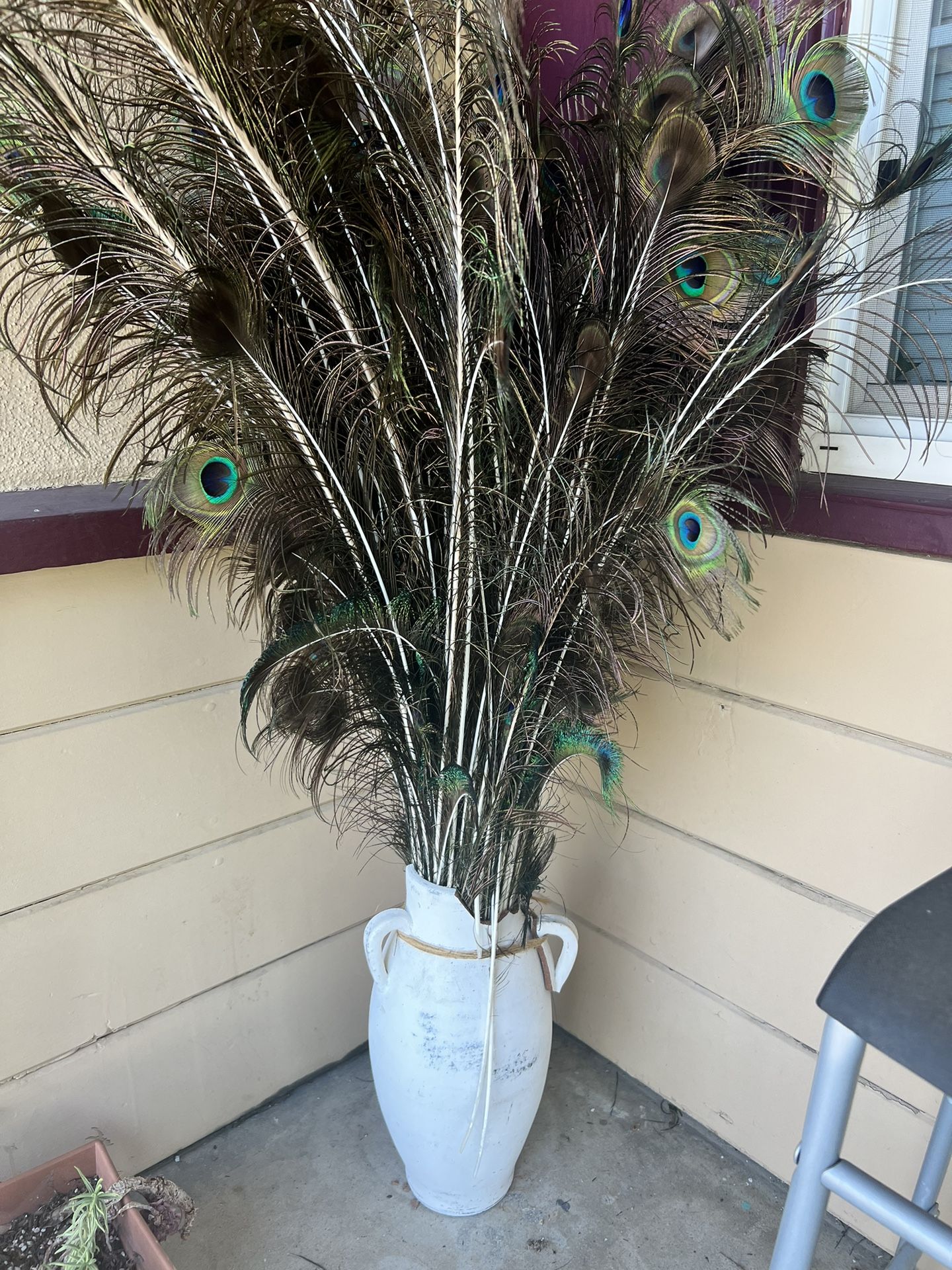 200 Assorted Peacock Feathers
