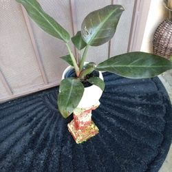 plantas caly 
