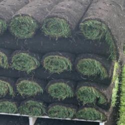 Fresh Sod Cut Every Morning 