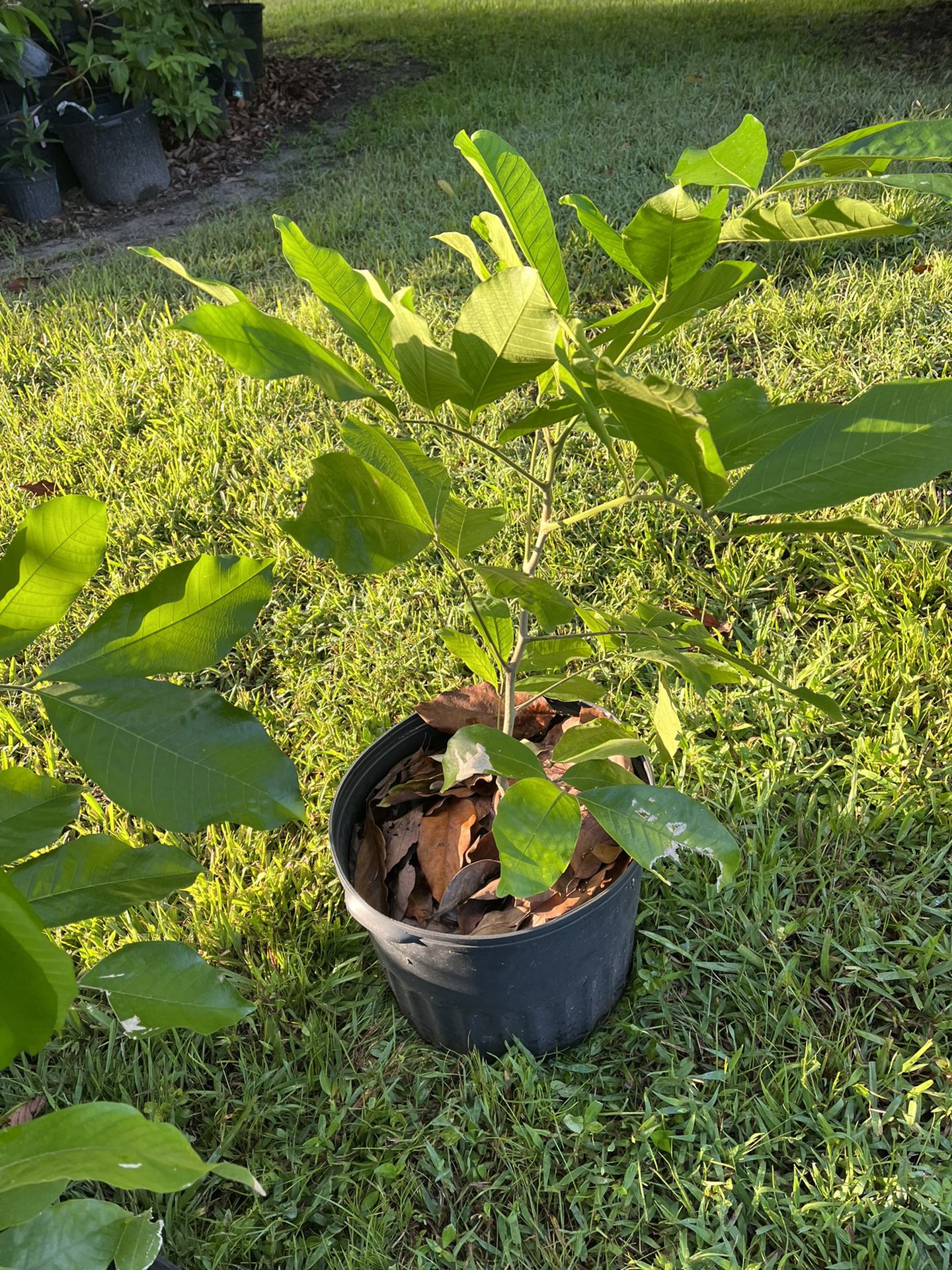 JAMAICAN ACKEE FRUIT TREE