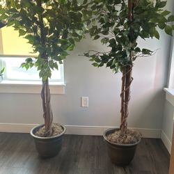 Two Fake Fig Trees