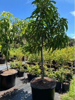 25g Grafted Mango Trees