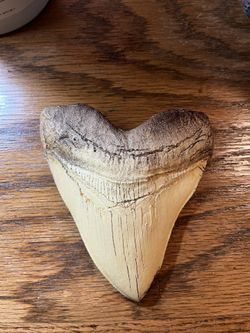 Real Megladon Tooth 