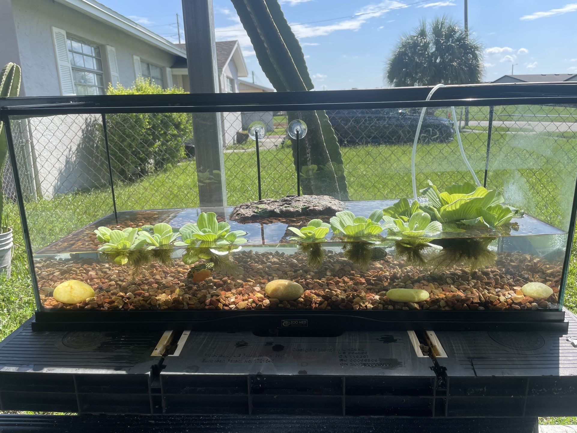 Turtle Setup