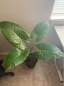 Elephant ear alocasia