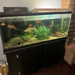 Fish Tank 